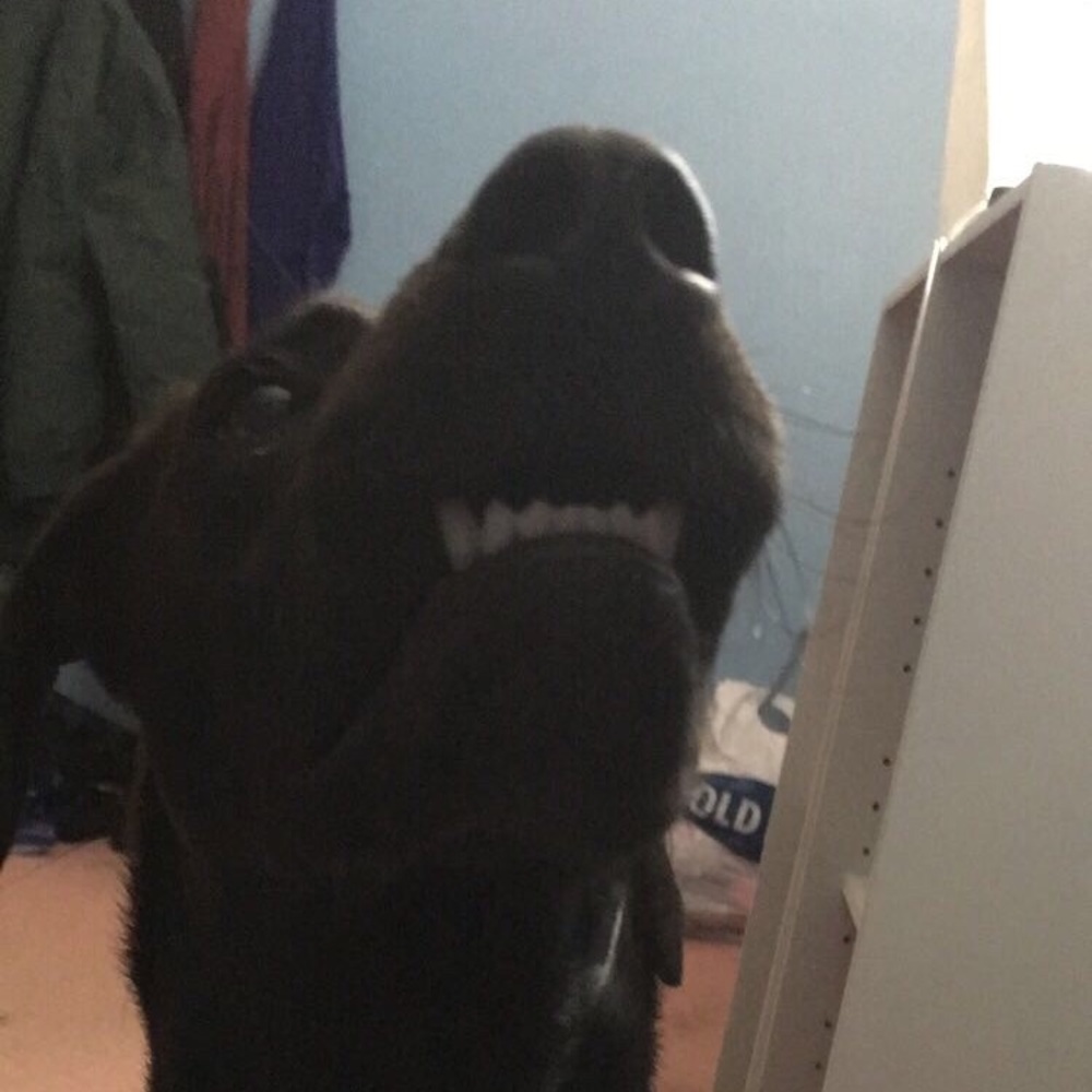 Meet your Posher, Max